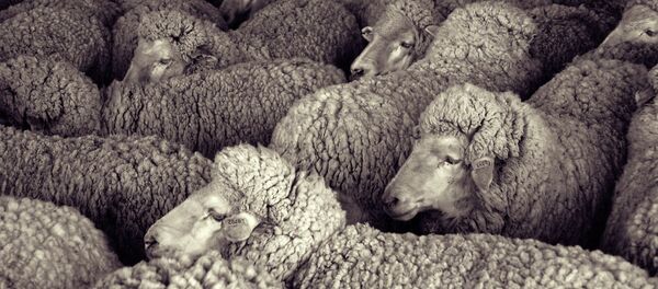 Farm sheep - Sputnik International