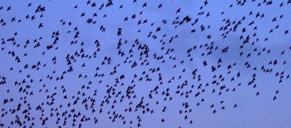 Bird flock - Sputnik International