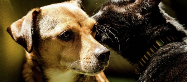 PETA euthanized 88% of animals under its care in 2014. PETA euthanized 88% of animals under its care in 2014. - Sputnik International