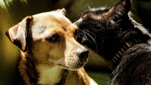 PETA euthanized 88% of animals under its care in 2014. - Sputnik International