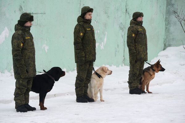 Unique Look at the Dog Training Center of Russian Military - Sputnik International