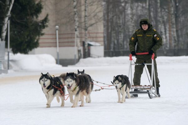 Unique Look at the Dog Training Center of Russian Military - Sputnik International