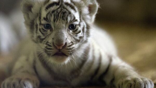 White tiger cubs born at Yekaterinburg Zoo - Sputnik International