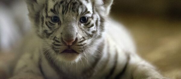 Four rare white tiger cubs were born at the Tobu Zoo in Japan Four rare white tiger cubs were born at the Tobu Zoo in Japan - Sputnik International
