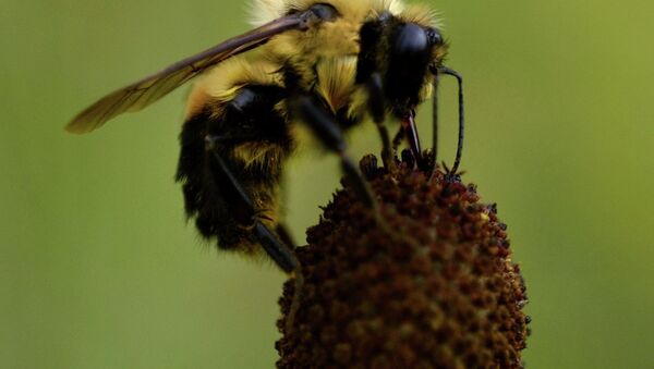 Honey Bee Pollinating Sunflower - Sputnik International