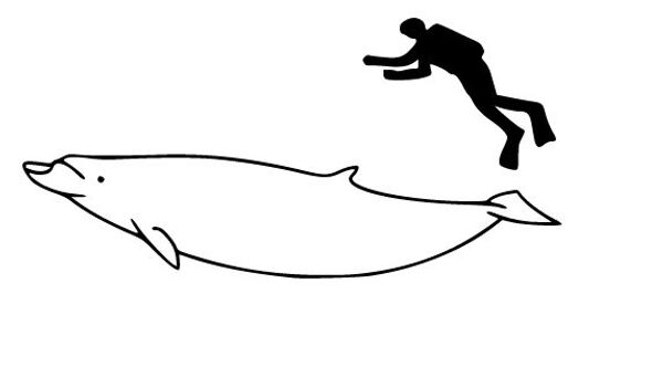 Rare Blainville’s Whale Sighting Off the Coast of Hawaii - Sputnik International