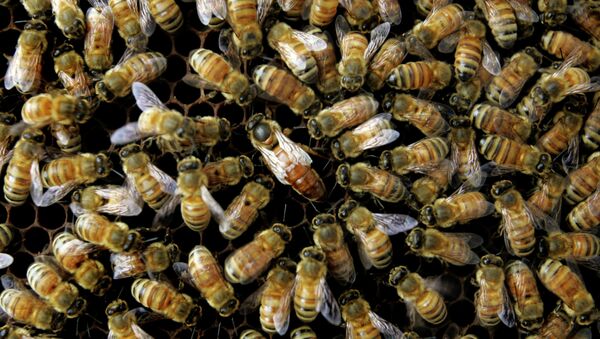 Honeybees in Danger - Sputnik International