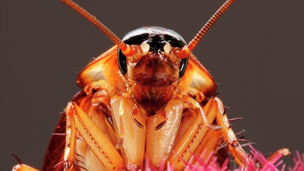 It might not be enough to keep us all from crunching them underfoot, setting traps or calling pest control, but scientists have discovered that cockroaches have personality. - Sputnik International