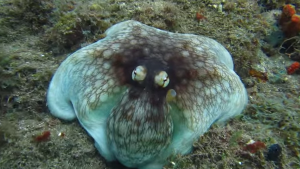 Diver, Jonathan Gordon, catches the stunning moment an octopus appears seemingly out of nowhere. I had literally no idea he was there until I was about a metre away, he writes about the moment this video was taken. - Sputnik International