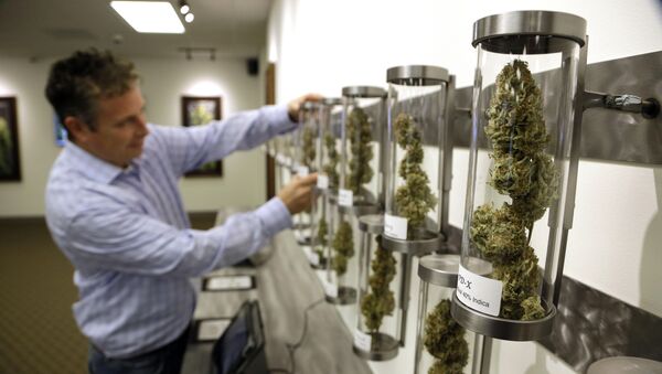 Shane McKee, co-founder of Shango Premium Cannabis medical marijuana dispensary, pulls a sample from their display of cannabis flowers in Portland, Oregon. - Sputnik International