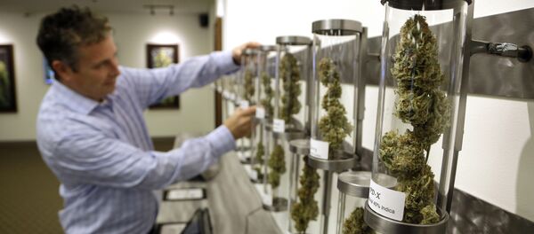 Shane McKee, co-founder of Shango Premium Cannabis medical marijuana dispensary, pulls a sample from their display of cannabis flowers in Portland, Oregon. Shane McKee, co-founder of Shango Premium Cannabis medical marijuana dispensary, pulls a sample from their display of cannabis flowers in Portland, Oregon. - Sputnik International