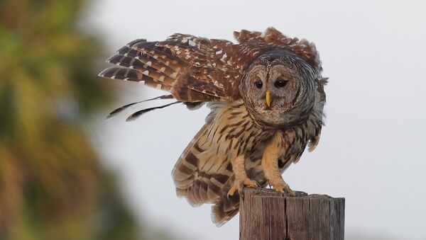 A barred owl, like that pictured here, is suspected in 4 aggressive attacks on joggers in a Salem, Ore. park. Two hats are missing. - Sputnik International
