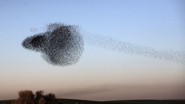 A flock of starlings - Sputnik International