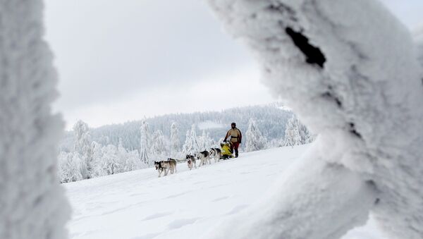 A musher with his dogs - Sputnik International