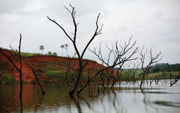 Trees rising out of the Jaguari reservoir, next to the re-emerging old city of Igarata, Sao Paulo State, February 4, 2015 - Sputnik International