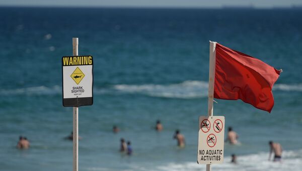 Swimmers are seen in the water despite shark warning signs posted on the beach in the northern New South Wales city of Newcastle on January 17, 2015 - Sputnik International