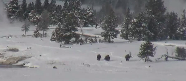 In the background, four elusive figures are seen walking in-between the trees.  One continues walking while the other three disappear. - Sputnik International