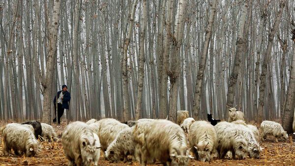 A herdsman takes a rest while he drives his goats at a corn field at Dashiwo village, on the outskirts of Beijing - Sputnik International
