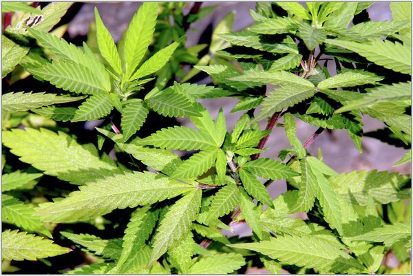 Cannabis  - Sputnik International