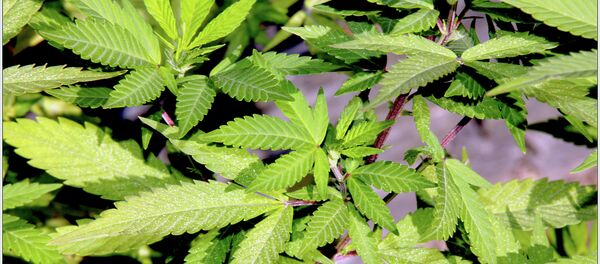 Cannabis Cannabis - Sputnik International