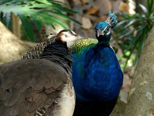 Peacocks (Indian Peafowl )- she and he. - Sputnik International