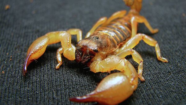 A scorpion similar to the one that recently stung a passenger on an Alaska Airlines flight - Sputnik International