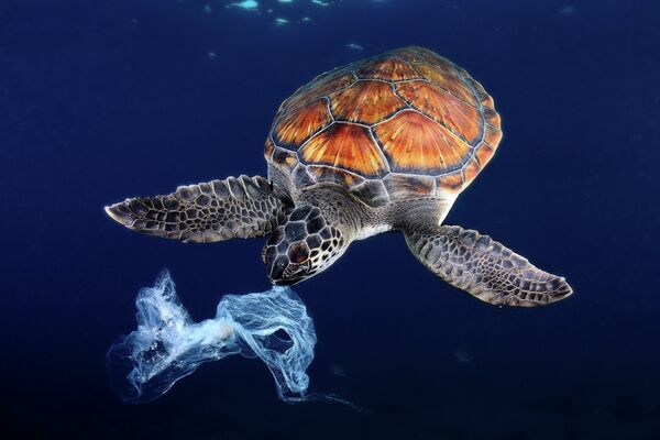Golden Turtle and Preserving Biodiversity - Sputnik International