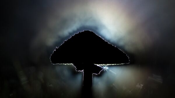 Parasol mushroom - Sputnik International