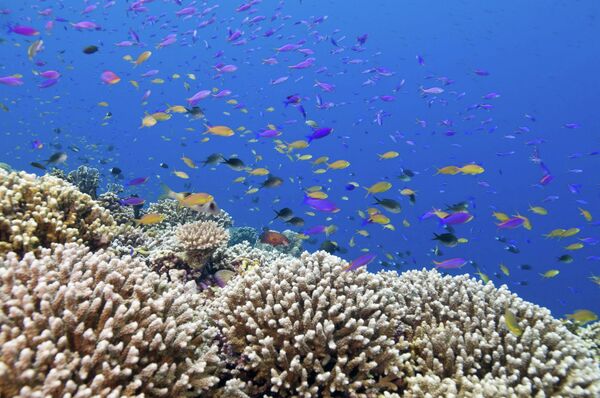 US Pays Philippines $1.97 Mln Compensation for Damaged World Heritage Site US Pays Philippines $1.97 Mln Compensation for Damaged World Heritage Site - Sputnik International