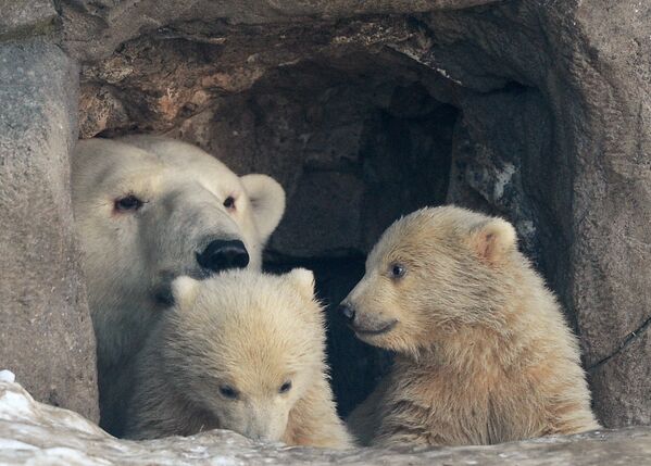 Baby Polar Bears in Moscow Zoo: First Steps With Mom - Sputnik International