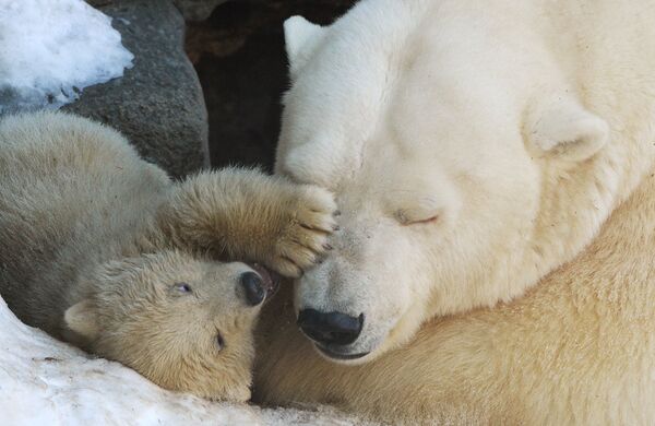 Baby Polar Bears in Moscow Zoo: First Steps With Mom - Sputnik International