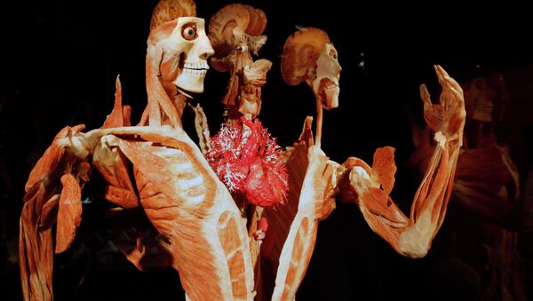 Gunther von Hagens' Body Worlds & The Story of the Heart on exhibit at the Buffalo Museum of Science in Buffalo, New York - Sputnik International