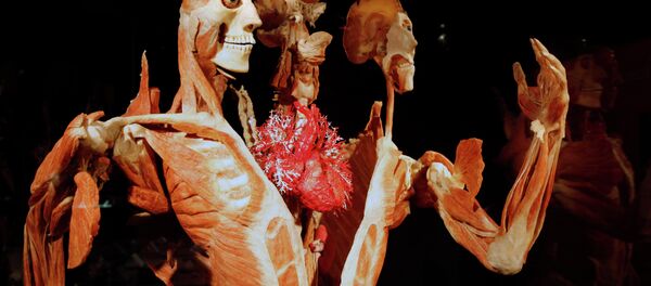 Gunther von Hagens' Body Worlds & The Story of the Heart on exhibit at the Buffalo Museum of Science in Buffalo, New York Gunther von Hagens' Body Worlds & The Story of the Heart on exhibit at the Buffalo Museum of Science in Buffalo, New York - Sputnik International