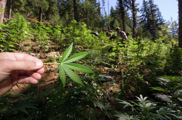 The government argued that the family’s operation did not comply with the state’s medical marijuana law, and that marijuana remains federally illegal. - Sputnik International