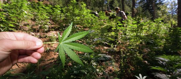 The government argued that the family’s operation did not comply with the state’s medical marijuana law, and that marijuana remains federally illegal. - Sputnik International