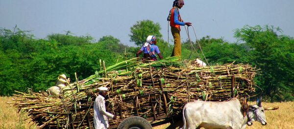 Sugar cane farmers Sugar cane farmers - Sputnik International