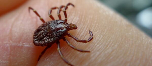 A Kansas man experienced organ failure and died after being bitten by a tick. - Sputnik International