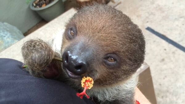 Happiness Incarnate: Sleepy Baby Sloth Eats Hibiscus Flowers - Sputnik International