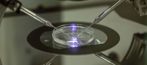 A petri dish at a fertility clinic in London - Sputnik International