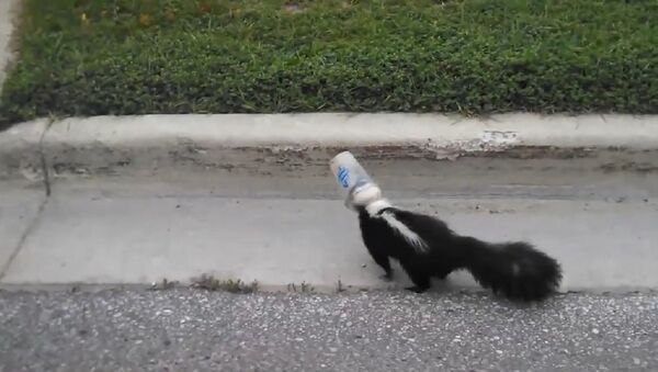 Driver rescues skunk with head caught in plastic cup - Sputnik International