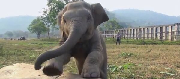 Clumsy Baby Elephant Clumsy Baby Elephant - Sputnik International