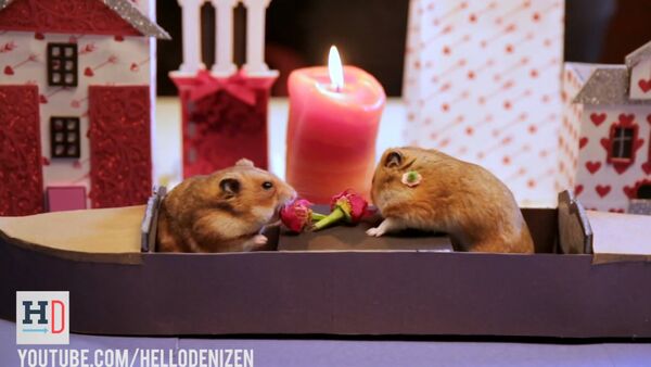 Cuteness Overload: Hamsters Celebrate St. Valentine’s Day - Sputnik International