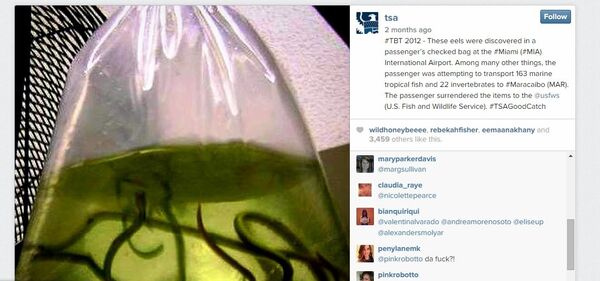 Eels. Live ones. - Sputnik International