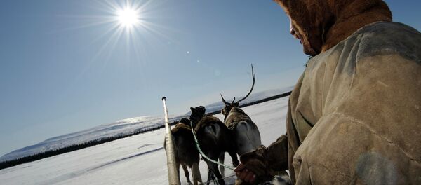 Reindeer Herdsman's Day in village of Lovozero - Sputnik International
