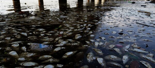 Dead fish and trash float in the polluted Guanabara Bay in Rio de Janeiro, Brazil. Dead fish and trash float in the polluted Guanabara Bay in Rio de Janeiro, Brazil. - Sputnik International