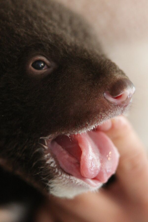 Newborn Asian Black Bear Cub Abandoned at Circus Doorsteps - Sputnik International