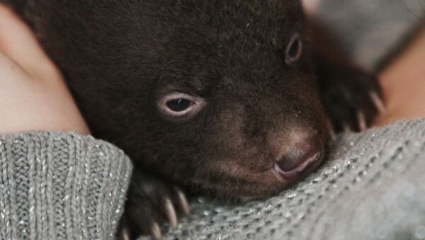 Newborn Asian Black Bear Cub Abandoned at Circus Doorsteps - Sputnik International