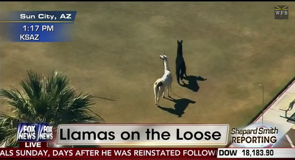 For Better or Worse: Top 10 Outrageous Stories of 2015 - Sputnik International