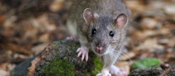 As record dry conditions in California drag on and intensify, some unexpected environmental consequences are emerging. - Sputnik International