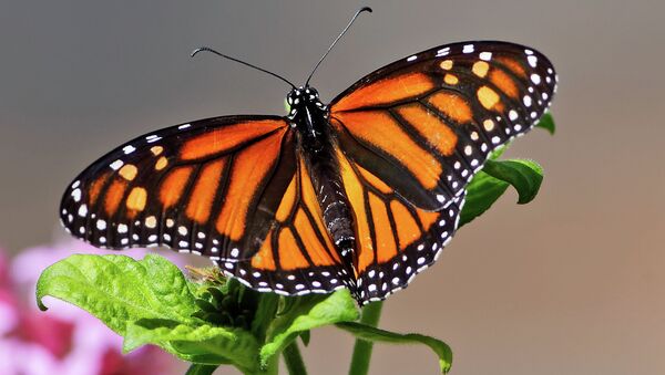 Monarch butterfly - Sputnik International